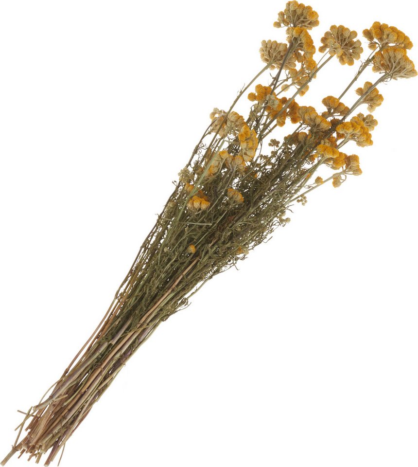 Kunstpflanze »Lona«, VBS, 30 cm - 50 cm von VBS