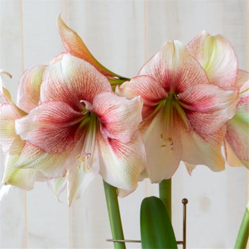 Amaryllis Blumenzwiebeln/amaryllis pflanze - Mehrjährig & Winterhart, Ideal für Topfpflanzung, Hohe Überlebensrate-1zwiebeln-C von VCUYHKMB