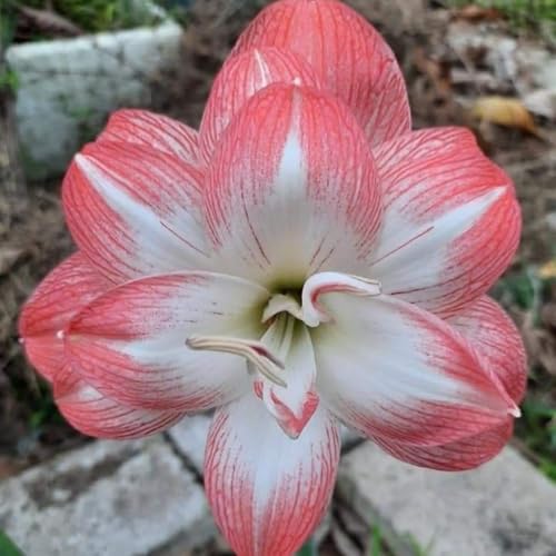 Amaryllis Blumenzwiebeln - Mehrjährig & Winterhart, Ideal für Topfpflanzung, Hohe Überlebensrate-1zwiebeln-C von VCUYHKMB