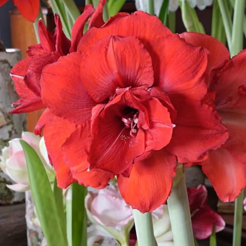 Amaryllis blumenzwiebeln mehrjährig winterhart, für die Topfpflanzung geeignet, hohe Überlebensrate-1zwiebeln-A von VCUYHKMB
