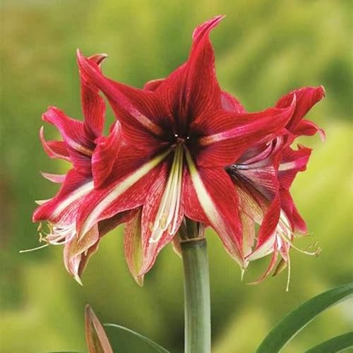 Amaryllis blumenzwiebeln mehrjährig winterhart, für die Topfpflanzung geeignet, hohe Überlebensrate-1zwiebeln-E von VCUYHKMB
