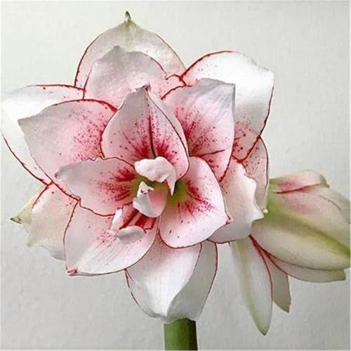 Amaryllis blumenzwiebeln mehrjährig winterhart, für die Topfpflanzung geeignet, hohe Überlebensrate-1zwiebeln-I Amaryllis blumenzwiebeln mehrjährig winterhart, für die Topfpflanzung geeignet, hohe Überlebensrate-1zwiebeln-I von VCUYHKMB