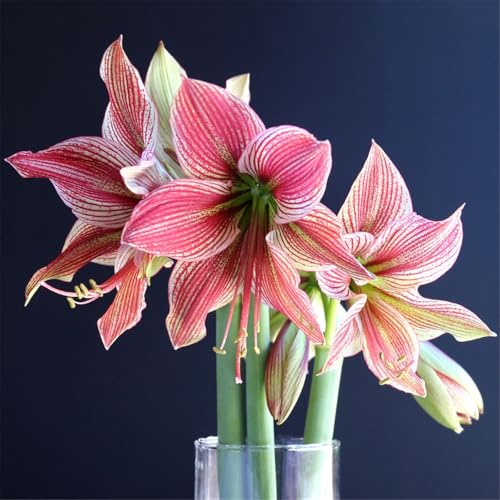 Amaryllis blumenzwiebeln mehrjährig winterhart, für die Topfpflanzung geeignet, hohe Überlebensrate-1zwiebeln-J von VCUYHKMB