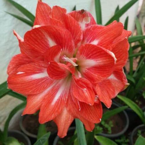 Amaryllis blumenzwiebeln mehrjährig winterhart, für die Topfpflanzung geeignet, hohe Überlebensrate-2zwiebeln-F von VCUYHKMB