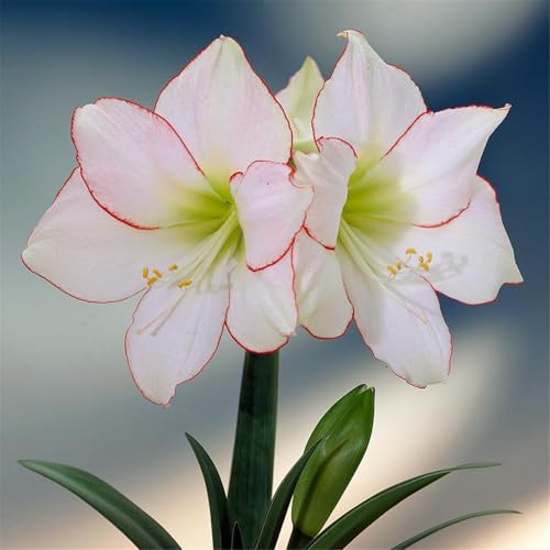 Amaryllis blumenzwiebeln mehrjährig winterhart, für die Topfpflanzung geeignet, hohe Überlebensrate-3zwiebeln-B von VCUYHKMB