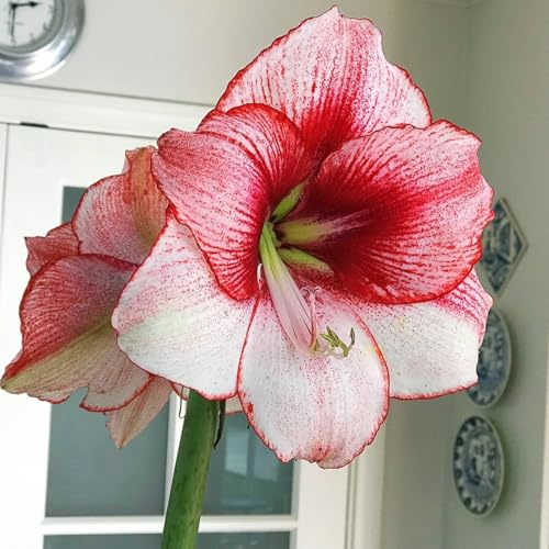 Amaryllis blumenzwiebeln mehrjährig winterhart, für die Topfpflanzung geeignet, hohe Überlebensrate-3zwiebeln-C Amaryllis blumenzwiebeln mehrjährig winterhart, für die Topfpflanzung geeignet, hohe Überlebensrate-3zwiebeln-C von VCUYHKMB