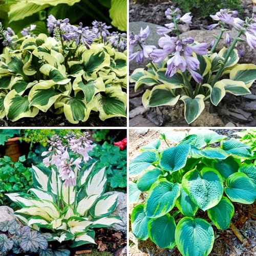 Funkien Pflanze winterhart kaufen - Hosta Knollen und Wurzeln für Garten und Topf-15knollen-F von VCUYHKMB