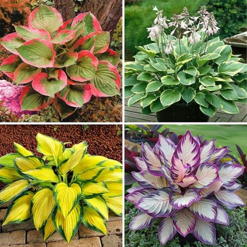Funkien Pflanze winterhart kaufen - Hosta Knollen und Wurzeln für Garten und Topf-4knollen-A von VCUYHKMB