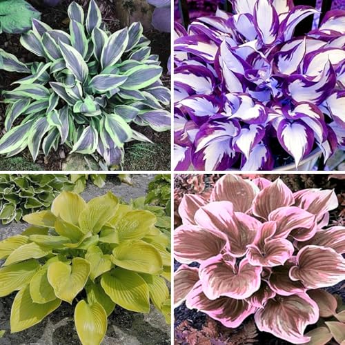 Funkien Pflanze winterhart kaufen - Hosta Knollen und Wurzeln für Garten und Topf-4knollen-H von VCUYHKMB