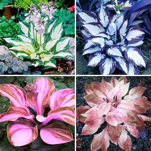 Funkien Pflanze winterhart kaufen - Hosta Knollen und Wurzeln für Garten und Topf-6knollen-B von VCUYHKMB