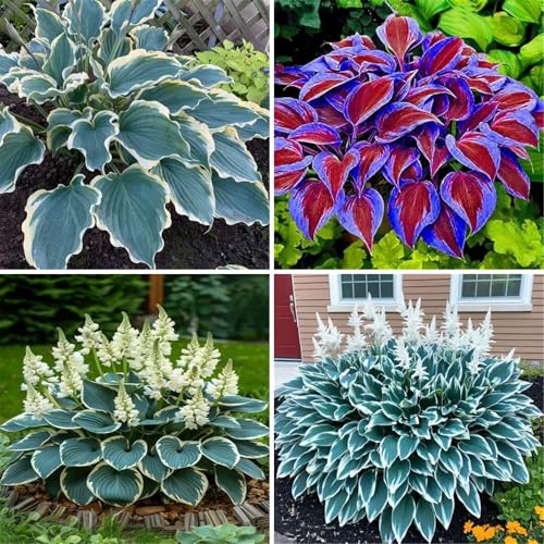 Funkien Pflanze winterhart kaufen - Hosta Knollen und Wurzeln für Garten und Topf-6knollen-I von VCUYHKMB