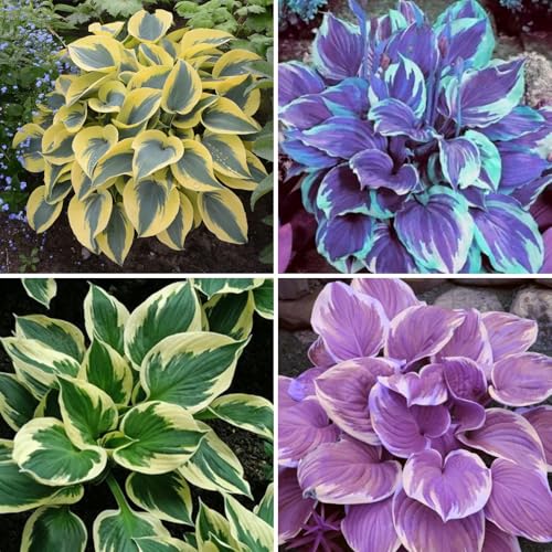 Funkien Pflanze winterhart kaufen - Hosta Knollen und Wurzeln für Garten und Topf-8knollen-C von VCUYHKMB