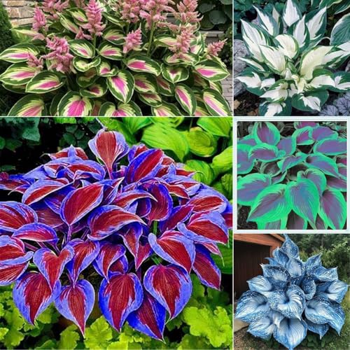 Hosta zwiebeln - Mehrjährig & Winterhart, Ideal für Topfpflanzung, Hohe Überlebensrate-4zwiebeln-A von VCUYHKMB