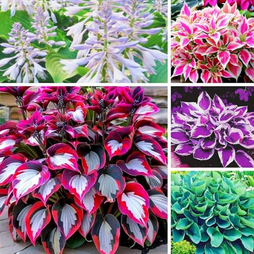 Hosta zwiebeln - Mehrjährig & Winterhart, Ideal für Topfpflanzung, Hohe Überlebensrate-4zwiebeln-B von VCUYHKMB
