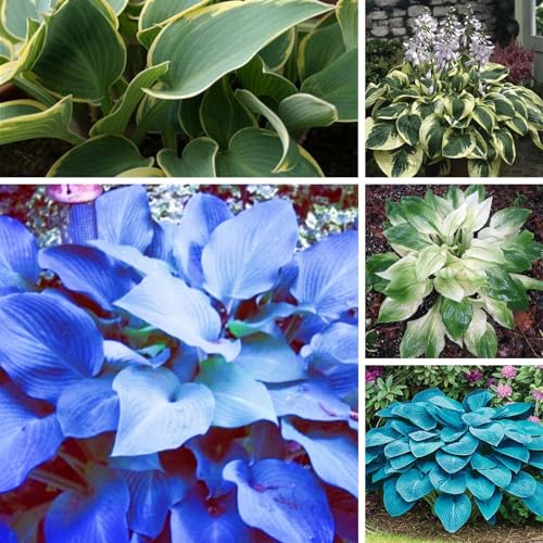 Hosta zwiebeln - Mehrjährig & Winterhart, Ideal für Topfpflanzung, Hohe Überlebensrate-4zwiebeln-D von VCUYHKMB