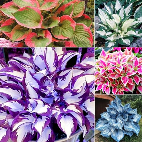 Hosta zwiebeln - Mehrjährig & Winterhart, Ideal für Topfpflanzung, Hohe Überlebensrate-4zwiebeln-F von VCUYHKMB