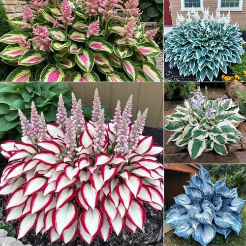 Hosta zwiebeln - Mehrjährig & Winterhart, Ideal für Topfpflanzung, Hohe Überlebensrate-4zwiebeln-G von VCUYHKMB