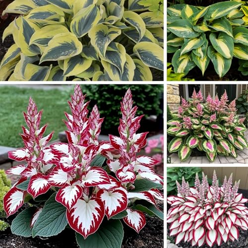 Hosta zwiebeln - Mehrjährig & Winterhart, Ideal für Topfpflanzung, Hohe Überlebensrate-4zwiebeln-H von VCUYHKMB