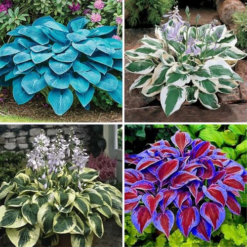 Winterharte Hosta - Funker mit stabilen Wurzeln | Hochwertig-10 Hosta knolle-F von VCUYHKMB