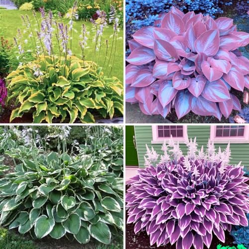 Winterharte Hosta - Funker mit stabilen Wurzeln | Hochwertig-4 Hosta knolle-C von VCUYHKMB