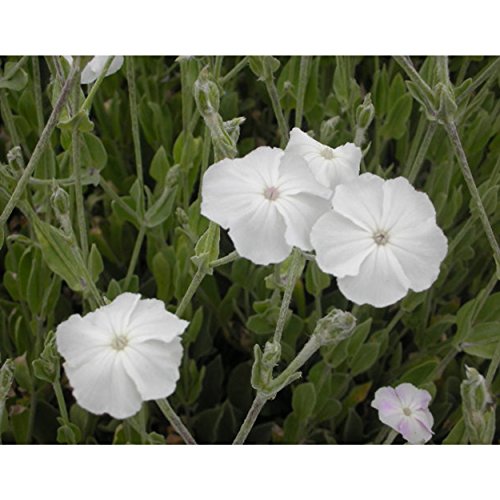 Blumixx Stauden Lychnis coronaria 'Alba' - Vexiernelke weiß von VDG-Stauden