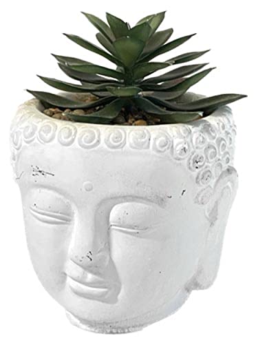 VEA SRL Fettpflanze Buddha 10,5 x 10,5 GHA59426 von VEA SRL