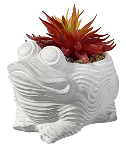 VEA SRL Fettpflanze Frosch 15,5 x 13,5 x 15 GHA59429 von VEA SRL