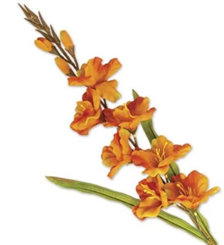 VEA SRL L.Herbst Stamm P. GLADIOLO 41300 von VEA SRL