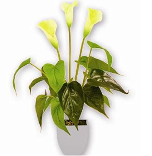 VEA SRL Pflanze GR. Calla Ass Chi 30277 von VEA SRL
