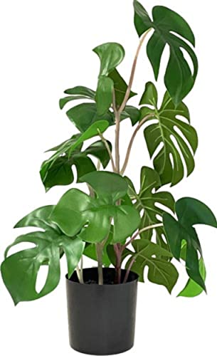 VEA SRL Pflanze Gr. Monstera Tropical 45 cm 58709 von VEA SRL