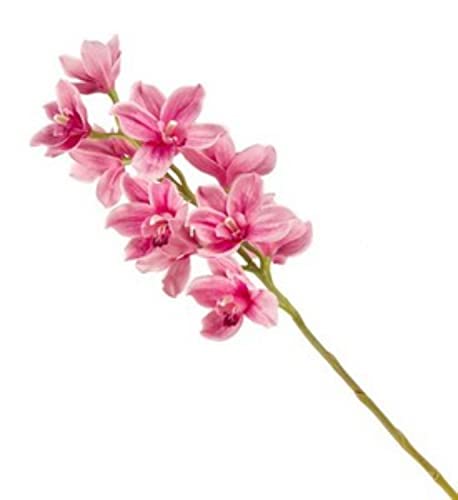 VEA SRL Stiel G. CYMBIDIUM 38575 von VEA SRL