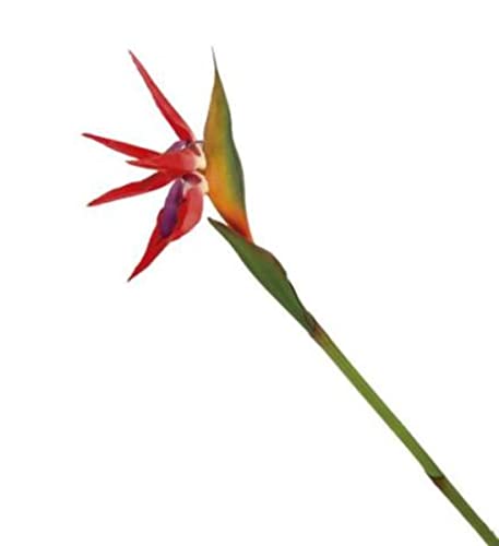 VEA SRL Stiel G. Strelitzia 80cm CHI42962 von VEA SRL