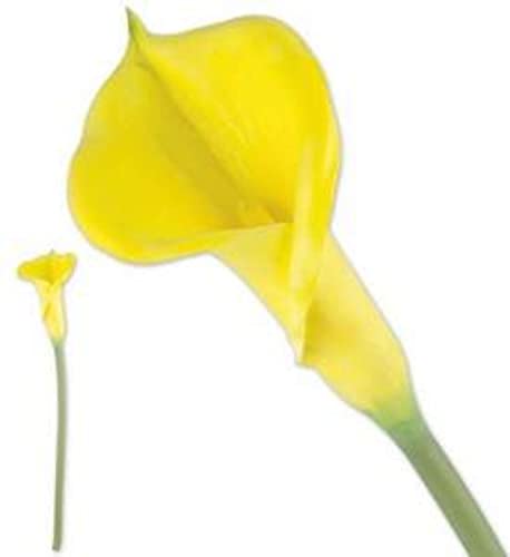 VEA SRL Schaft M. Calla Yellow Long CHI34323 VEA SRL Schaft M. Calla Yellow Long CHI34323 von VEA SRL