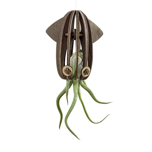 VEKULI Luftpflanzenaufhänger Tintenfisch - Einzelhalter für Tillandsien mit Meeresmotiv VEKULI Luftpflanzenaufhänger Tintenfisch - Einzelhalter für Tillandsien mit Meeresmotiv von VEKULI