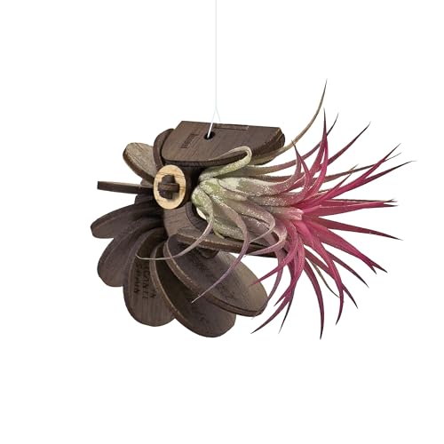 VEKULI Nautilus Pflanzenständer für Tillandsien, maritimes Design VEKULI Nautilus Pflanzenständer für Tillandsien, maritimes Design von VEKULI