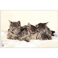 VELOFLEX Schreibtischunterlage Katzen Kunststoff 60,0 x 40,0 cm, 1 St. von VELOFLEX