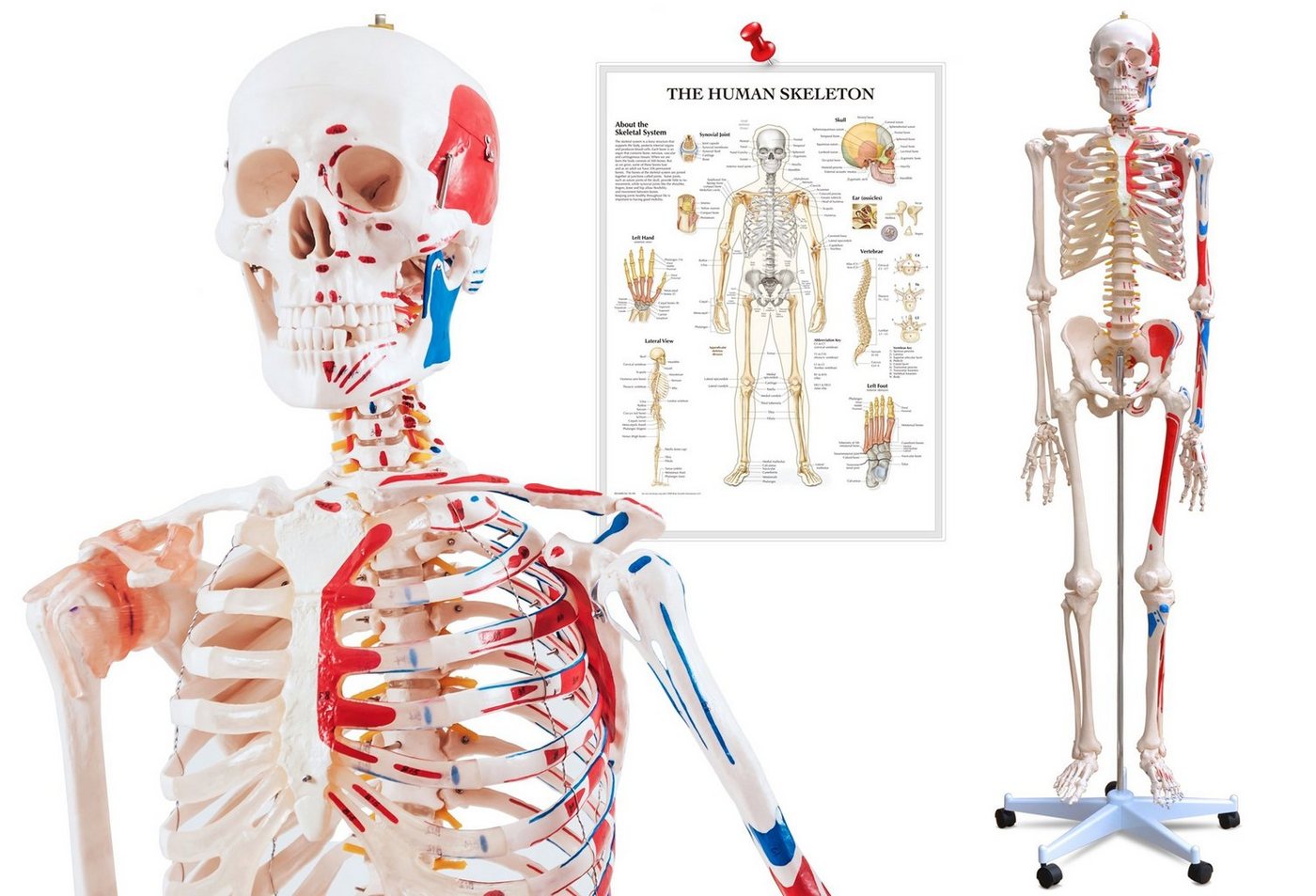 VENDOMNIA Dekoobjekt Anatomie Skelett mit Muskeln (mit Muskelbemalung, inkl. Schutzabdeckung, Lehrgrafik Poster, Standfuss mit Rollen, lebensgroß, 180 cm - menschliches Lernmodell), Lehrmittel, anatomisches Modell, Mensch Knochen von VENDOMNIA