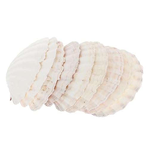 VERDANVERSE 10 Stück Muschelteller Muschelteller DIY Bastelschalen Ornament Muscheln Meerestier Förmige Teller Muschelschale Basteln DIY Muscheln Aquarium Zubehör Weiß von VERDANVERSE