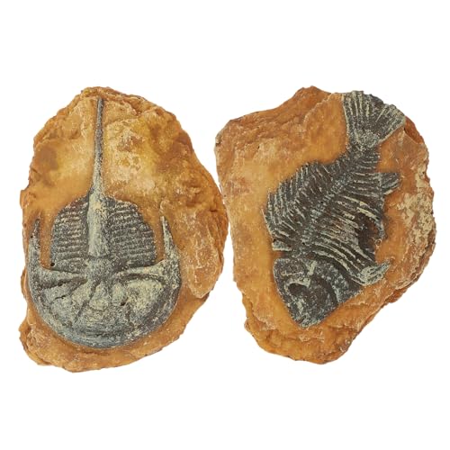 VERDANVERSE 2 Stück Simulation Fossiles Terrarium Dekor aus Natürlichem Geruchslosem Harz Realistische Reptilienbox Landschaftsdekoration für Schlangen und Kleine Haustiere Dunkle Atmosphäre VERDANVERSE 2 Stück Simulation Fossiles Terrarium Dekor aus Natürlichem Geruchslosem Harz Realistische Reptilienbox Landschaftsdekoration für Schlangen und Kleine Haustiere Dunkle Atmosphäre von VERDANVERSE