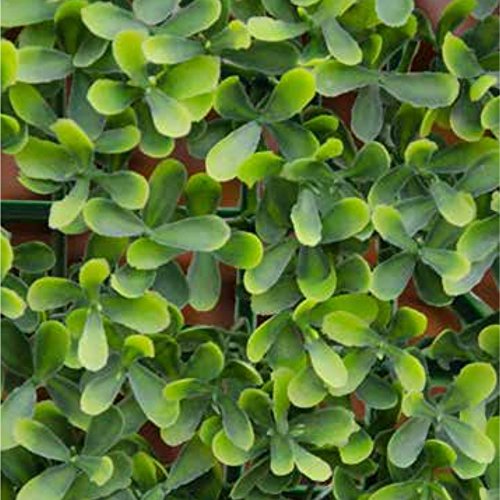 VERDELOOK Immergrünes Blatt Buxus Multicolour für Gartenmöbel 1x1 m von VERDELOOK