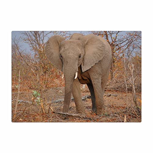 Vero Home 11066 Glas-Schneidebrett | Motiv Natur Elefant | rutschfest, kratzfest und lebensmittelecht | Maße: 39 x 29 cm von VERO HOME