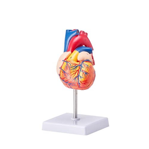 VEVOR Lebensgroßes Menschliches Herzmodell, 2-teiliges 1:1-Anatomisches Herzmodell, Menschliches Herz Modell mit Markenzeichen für Anatomie 109 x 109 x 215 mm, PVC Basis für Schulunterricht von VEVOR