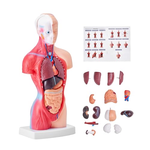 VEVOR Menschliches Körpermodell, 15 Teile 28 cm,Menschlicher Torso Anatomie Modell Anatomisches Skelett Modell mit abnehmbaren Organen, Pädagogisches Lehrmittel für Studenten, Unterrichtshilfen VEVOR Menschliches Körpermodell, 15 Teile 28 cm,Menschlicher Torso Anatomie Modell Anatomisches Skelett Modell mit abnehmbaren Organen, Pädagogisches Lehrmittel für Studenten, Unterrichtshilfen von VEVOR