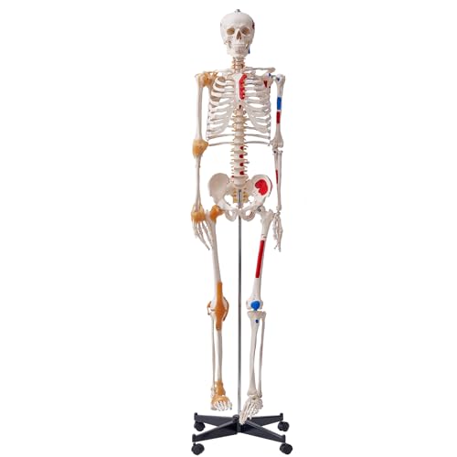 VEVOR Menschliches Skelett Modell für Anatomie, 182 cm Lebensgröße, Genaues PVC Anatomie Skelett Modell mit Bändern, Beweglichen Armen, Beinen & Kiefer, mit Muskelursprung & Insertionspunkten von VEVOR