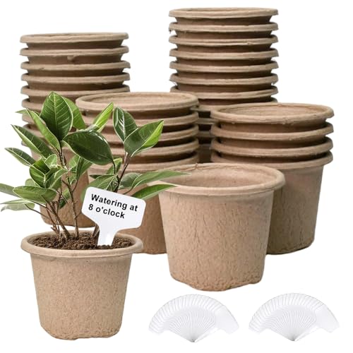 VGECEE 30 PCS Abbaubare Anzuchttöpfe 11CM Biologisch Abbaubare Töpfe Torftöpfe Anzucht Saatgut Töpfe aus Holzfasern mit 60pcs Kunststoffetiketten für Pflanzenanzucht Samen Blumen Obst Gemüse VGECEE 30 PCS Abbaubare Anzuchttöpfe 11CM Biologisch Abbaubare Töpfe Torftöpfe Anzucht Saatgut Töpfe aus Holzfasern mit 60pcs Kunststoffetiketten für Pflanzenanzucht Samen Blumen Obst Gemüse von VGECEE