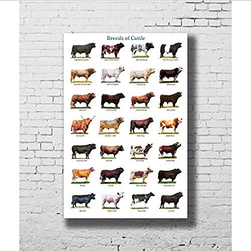 VGSD® Gemeinsame Rassen Von Rindfleisch Und Milchkühen Klassisches Poster Und Druck, Kunstplakat Wand Leinwand Bild, Heimdekoration 50X70Cm von VGSD
