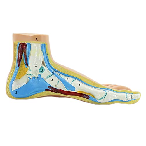 Human Foot Modell Fußmuskulatur Normaler Fuß Plattfuß Bogenfuß Modell Fußmuskel Anatomie Modell Medizinische Wissenschaft Lehrmodell (A:Normaler Fuß) von VIGAN