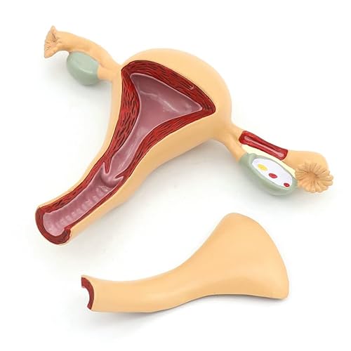 Weibliches Genital anatomie modell Uterus Eierstock Urogenitaltrakt Medizinisches Genitalorgan Unterrichts ressourcen von VIGAN