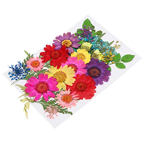 VILLCASE Set Mit Gepressten Trockenblumen – 16-teilig Echte Pflanzenexemplare Für Kreatives Basteln von VILLCASE