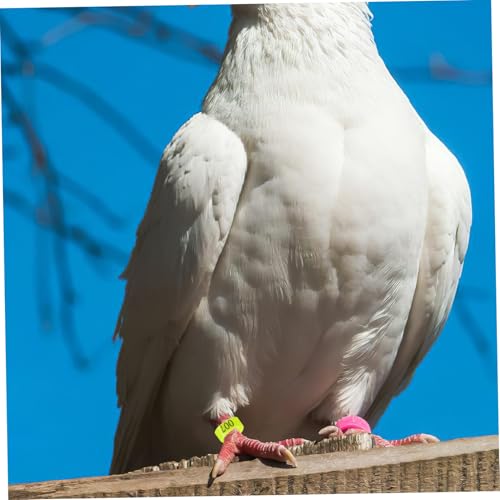 VILLFUL 100 Stück Nummerierte Geflügel Fußringe aus Robustem Kunststoff mit Sicherem Verschluss Wiederverwendbare Beinringe für Kleine Vögel Wie Huhn Taube und Küken Fluoreszierend Grün von VILLFUL
